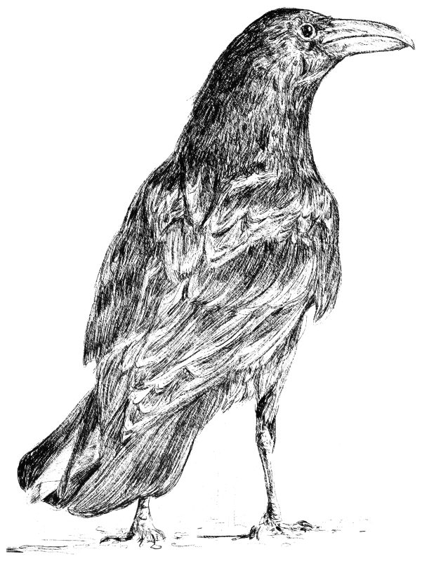 "Raven"